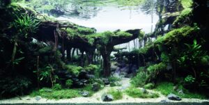 Aqua Claudia - Aqua Plants Hub