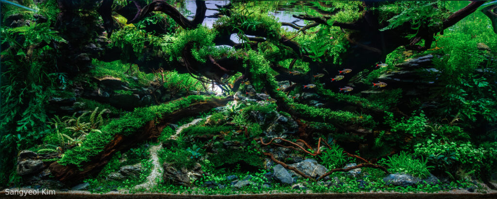 Ascension of the Wood Dragon - Aqua Plants Hub
