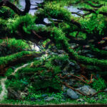Ascension of the Wood Dragon - Aqua Plants Hub