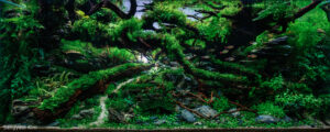 Ascension of the Wood Dragon - Aqua Plants Hub
