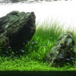 At peace in the flow - Aqua Plants Hub