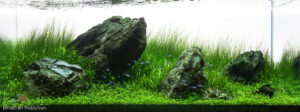 At peace in the flow - Aqua Plants Hub
