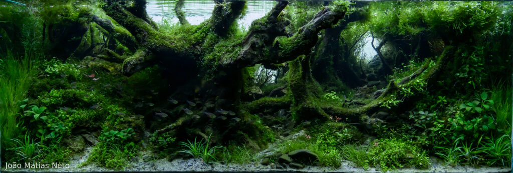 Atlantic Forest - Aqua Plants Hub