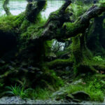 Atlantic Forest - Aqua Plants Hub