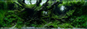 Atlantic Forest - Aqua Plants Hub