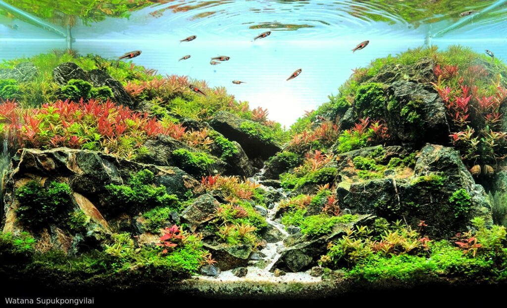 Autumn Souls - Aqua Plants Hub
