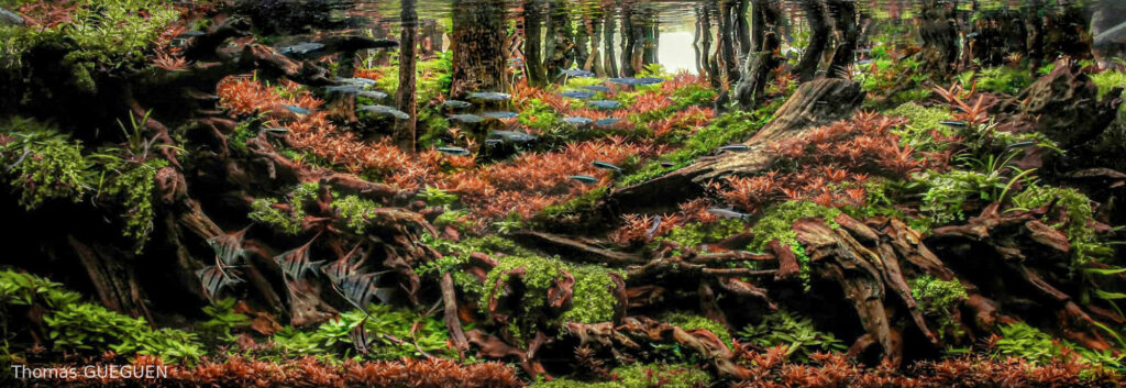Autumn's embrace - Autumn’s embrace - Aqua Plants Hub