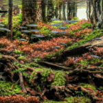 Autumn's embrace - Autumn’s embrace - Aqua Plants Hub