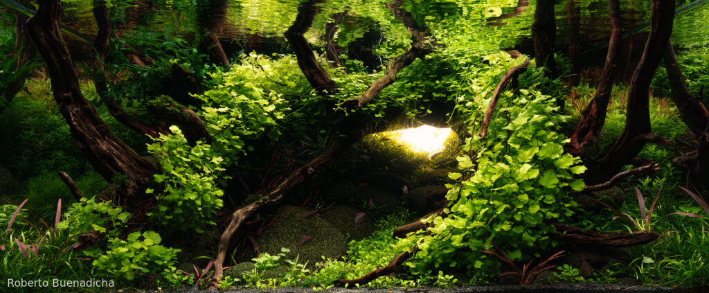 BREACHED: Cardamine Lyrata's Refuge - BREACHED: Cardamine Lyrata’s Refuge - Aqua Plants Hub