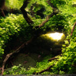 BREACHED: Cardamine Lyrata's Refuge - BREACHED: Cardamine Lyrata’s Refuge - Aqua Plants Hub
