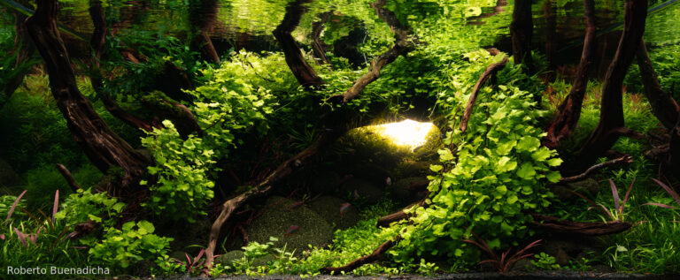 BREACHED: Cardamine Lyrata’s Refuge