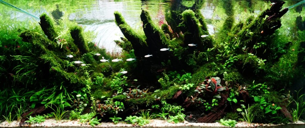 Back To The Beginning - Aqua Plants Hub