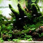 Back To The Beginning - Aqua Plants Hub