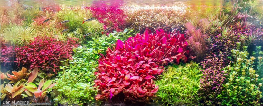 Balance of Nature - Aqua Plants Hub
