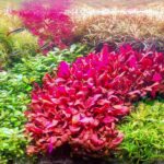 Balance of Nature - Aqua Plants Hub