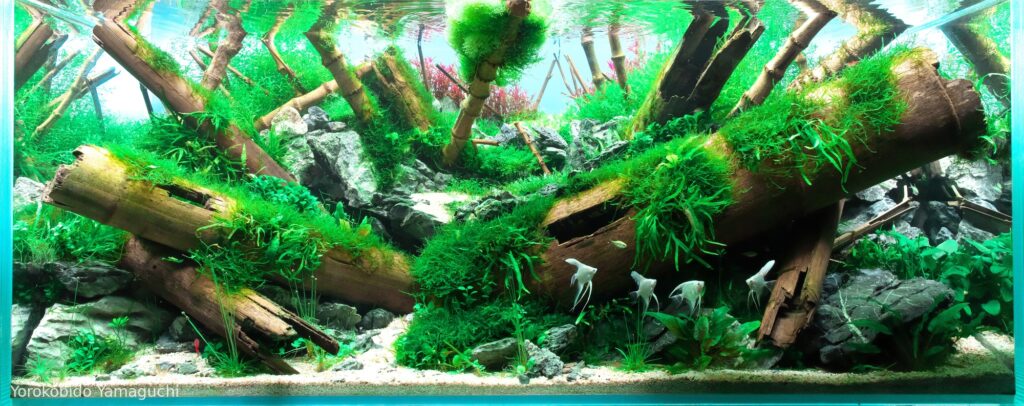 Bamboo River - Bamboo River (AGA 2025 #1316) - Aqua Plants Hub