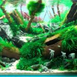 Bamboo River - Bamboo River (AGA 2025 #1316) - Aqua Plants Hub