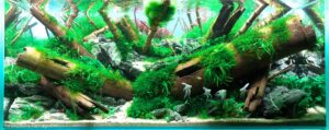Bamboo River - Bamboo River (AGA 2025 #1316) - Aqua Plants Hub