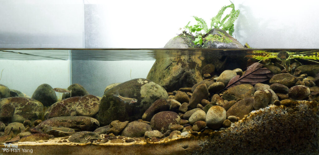 Bank of an Upper Tributary of the Youluo Stream - Aqua Plants Hub