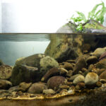 Bank of an Upper Tributary of the Youluo Stream - Aqua Plants Hub