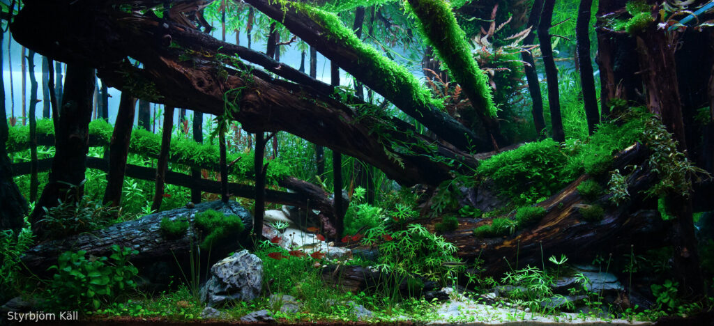 Beneath the Fallen Wood - Aqua Plants Hub