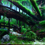 Beneath the Fallen Wood - Aqua Plants Hub
