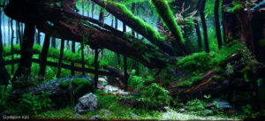 Beneath the Fallen Wood - Aqua Plants Hub