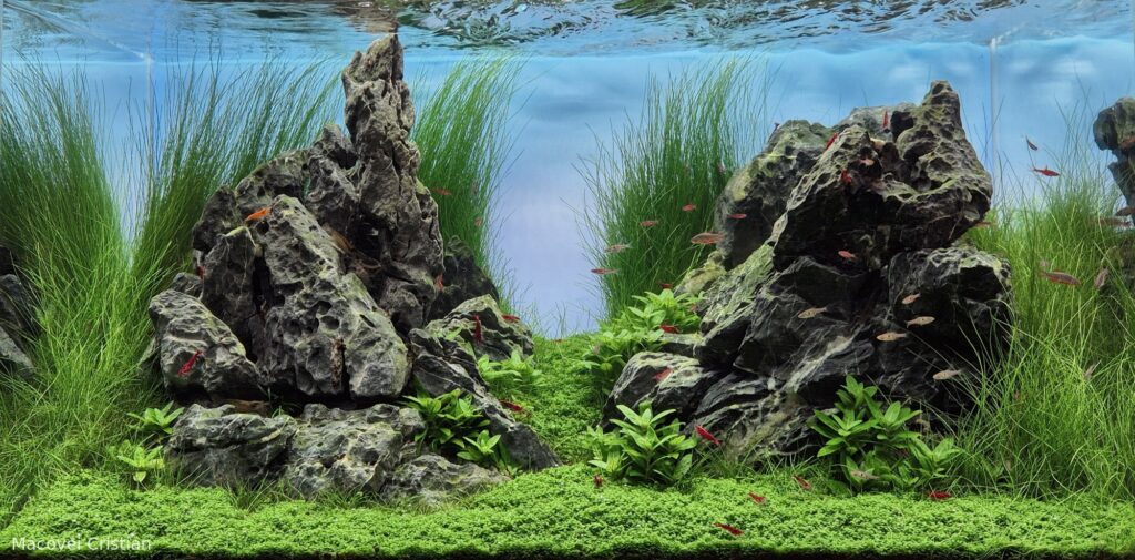 Between Two Mountains - Aqua Plants Hub