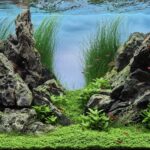Between Two Mountains - Aqua Plants Hub