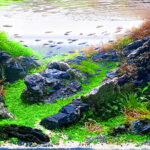 Between the Mountains - Aqua Plants Hub