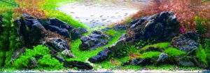 Between the Mountains - Aqua Plants Hub