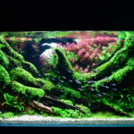 Beyond Silence - Aqua Plants Hub