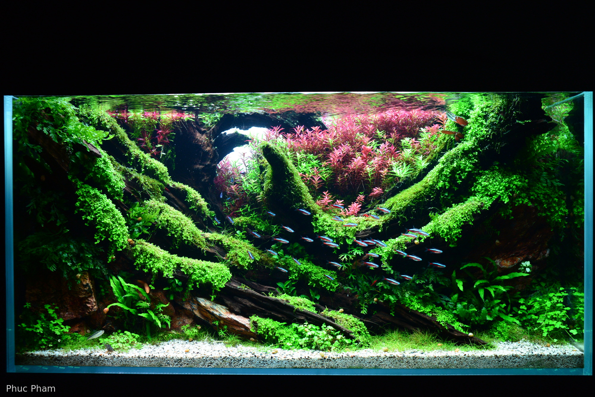 Beyond Silence - Aqua Plants Hub