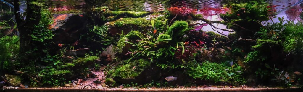 Black Elderly Forest - Aqua Plants Hub