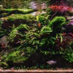 Black Elderly Forest - Aqua Plants Hub