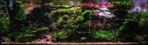 Black Elderly Forest - Aqua Plants Hub