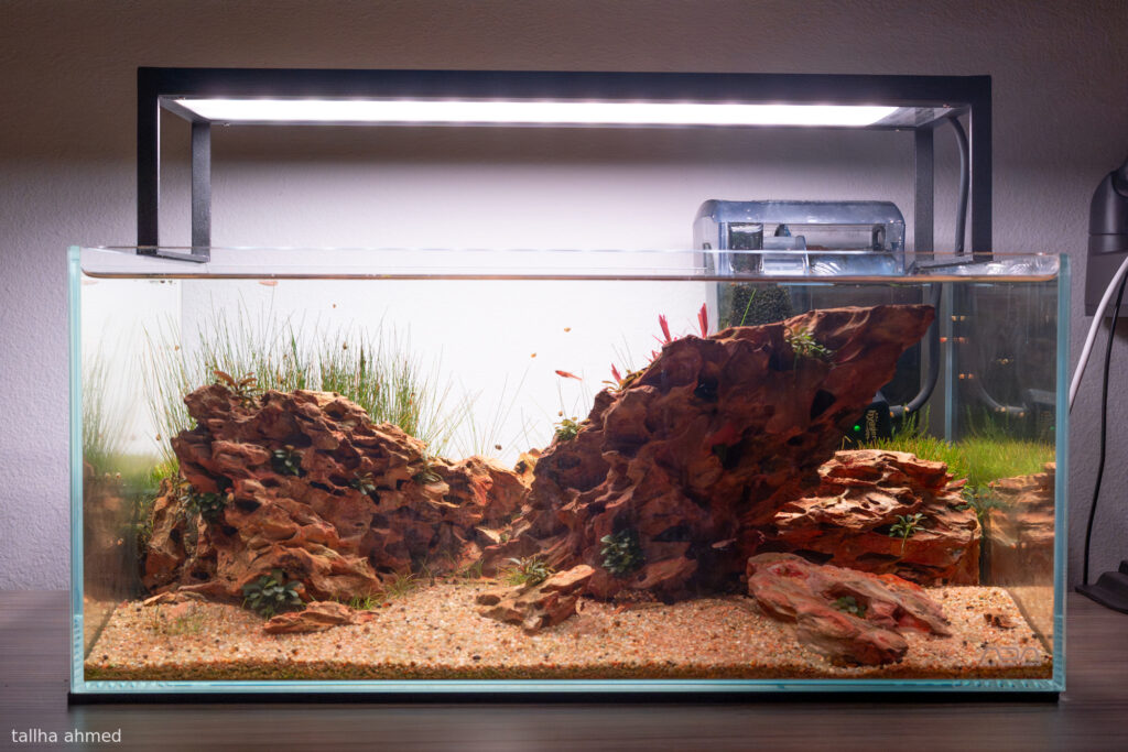 Bluffs - Aqua Plants Hub