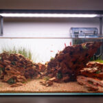 Bluffs - Aqua Plants Hub