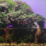Bombina mount - Aqua Plants Hub