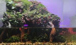 Bombina mount - Aqua Plants Hub