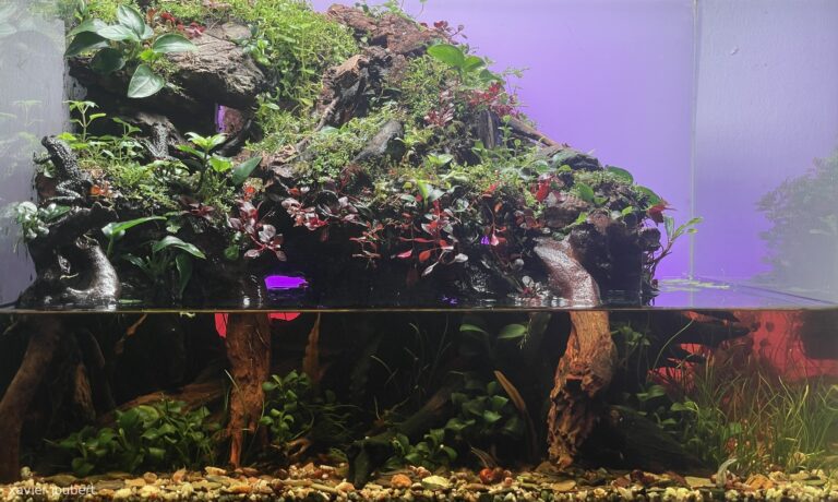 Bombina mount
