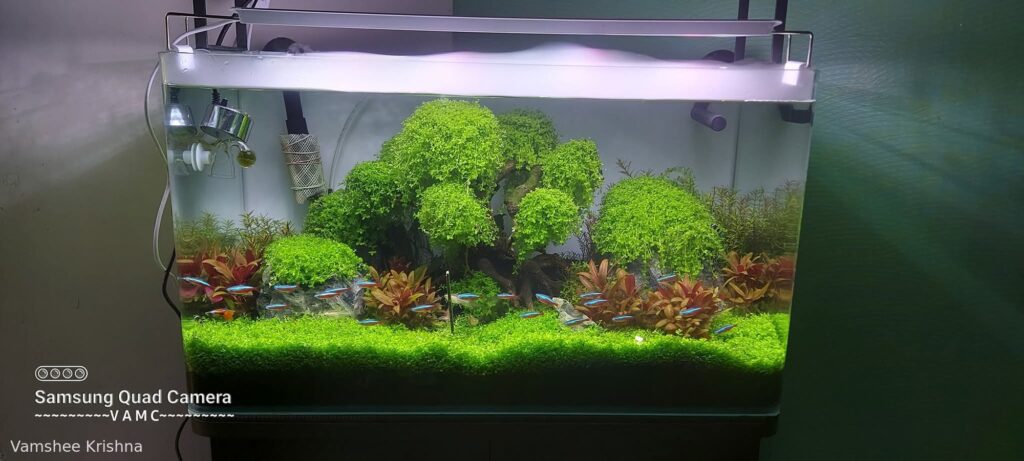 Bonsai Scape -VK - Aqua Plants Hub