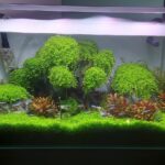 Bonsai Scape -VK - Aqua Plants Hub