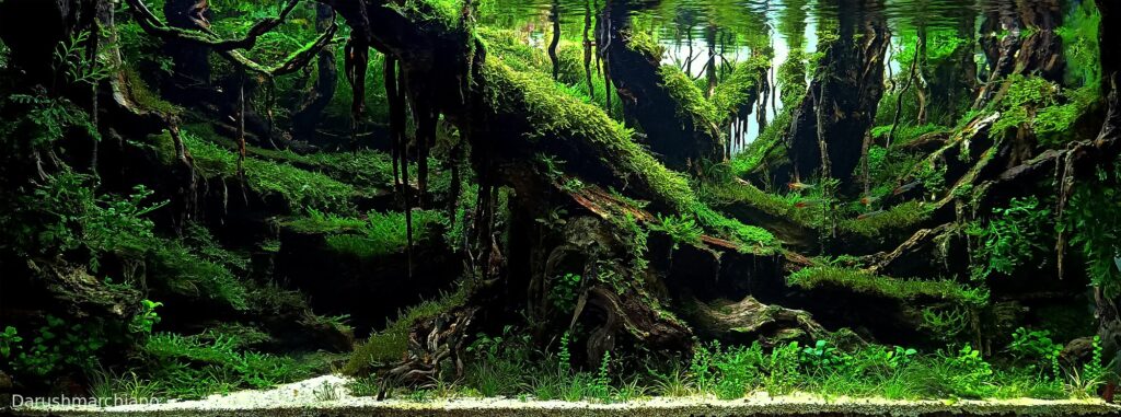 Borneo - Aqua Plants Hub