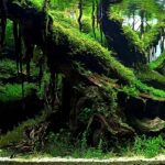 Borneo - Aqua Plants Hub