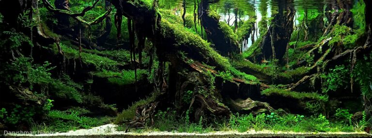 Borneo