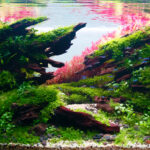 Broken - Aqua Plants Hub