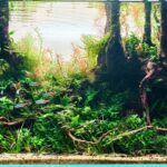 Bukit Barisan Forest - Aqua Plants Hub
