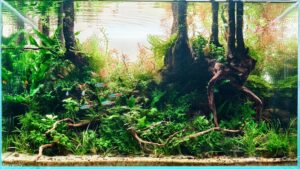 Bukit Barisan Forest - Aqua Plants Hub
