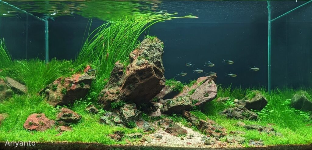 Bukit Tembulum - Aqua Plants Hub